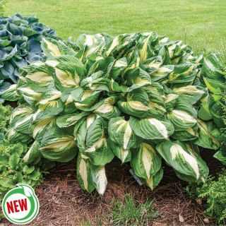 Vulcan Hosta Thumbnail